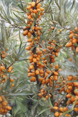 Rakytník řešetlákový BIO (samičí) FloraSelf Bio Hippophae rhamnoides 'Tytti' květináč 3 l