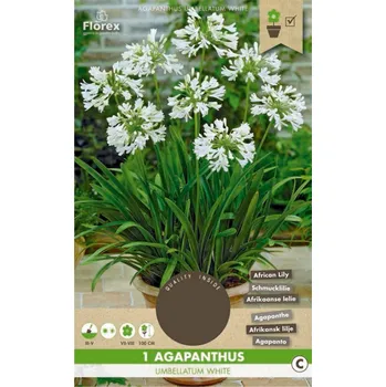 Cibulovina Florex Kalokvět bílý 1 ks