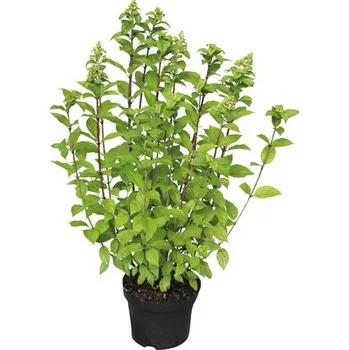 Květináč Hortenzie latnatá Hydrangea paniculata 'Limelight'® 40-50 cm květináč 3 l