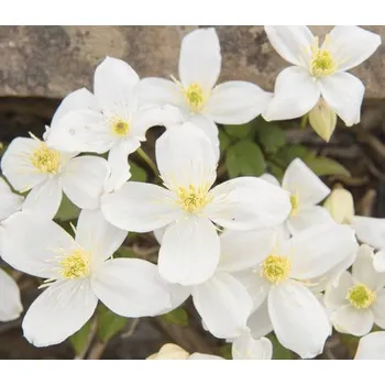 Květináč Plamének horský na špalíru FloraSelf Clematis montana 'Grandiflora' cca 60 cm květináč 6 l