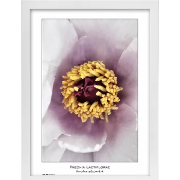 Rám na obraz Fotorámeček TRADAG Natura 29,7 x 42 - A3 bílý