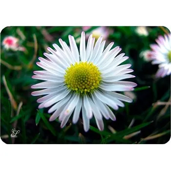 prostírání Prostírání Perales