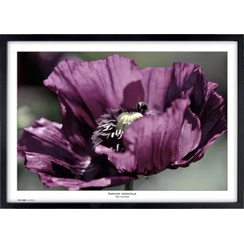 Rám na obraz Fotorámeček TRADAG Natura 70 x 100 černý