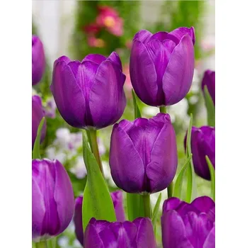 Cibulovina Tulipán Negrita 10 ks