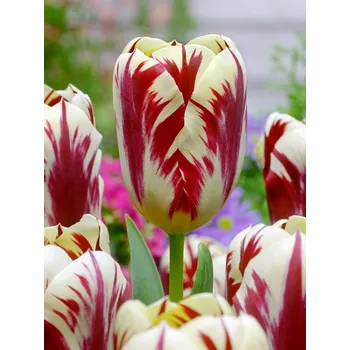 Cibulovina Tulipán Grand Perfection 10 ks