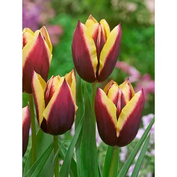 Cibulovina Tulipán Gavota 10 ks