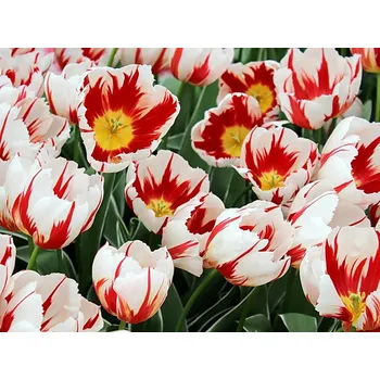 Cibulovina Tulipán Carnaval de Rio 10 ks