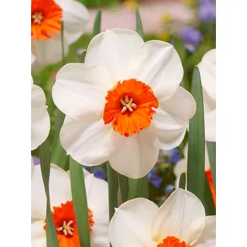 Cibulovina Narcis Barret Browning 10 ks