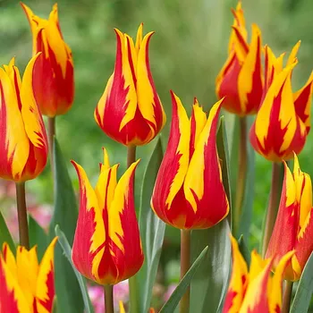 Cibulovina Tulipán Fire Wings 10 ks