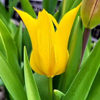 Cibulovina Tulipán Schiedam 10 ks