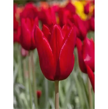 Cibulovina Tulipán Dirk 10 ks