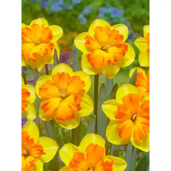 Cibulovina Narcis Congress 10 ks