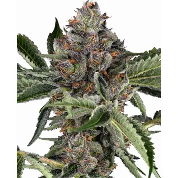 Semeno Sensi Seeds | Papaya Jealousy - 5 ks