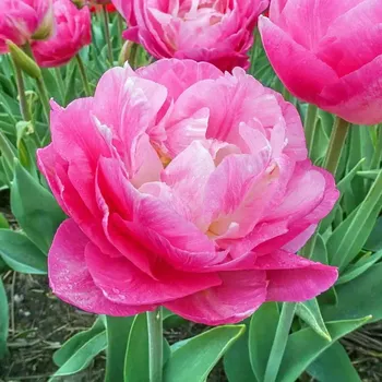 Cibulovina Tulipán Pink Size 10 ks