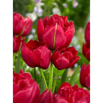 Cibulovina Tulipán Estatic 10 ks