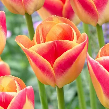 Cibulovina Tulipán Candy Corner 10 ks