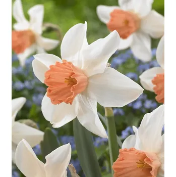 Cibulovina Narcis Accent 10 ks