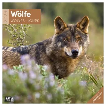 Cestování Wölfe Kalender 2026 - 30x30 - Ackermann Kunstverlag