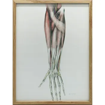 Plakát Plakát Předloktí - Plakát, 50 x 70 cm, bez rámu, matný papír 230 gsm, bez rámu 50 x 7 cm