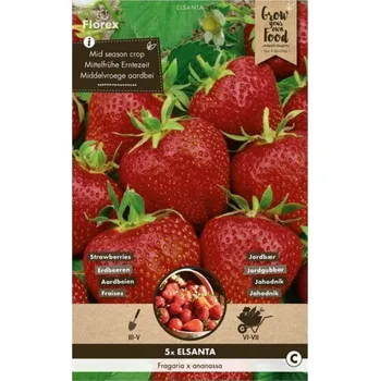 Semeno Florex Jahodník Elsanta 5 ks