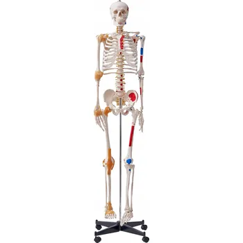 Vrták VEVOR Model Anatomiczny 1820 x 385 x 180 MM PCV Model Szkieletu Człowieka