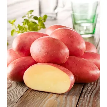 Semeno Sadbové brambory Ramona Solanum tuberosum 10 ks