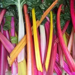 Kiepenkerl Profi-Line výsevní pásek…