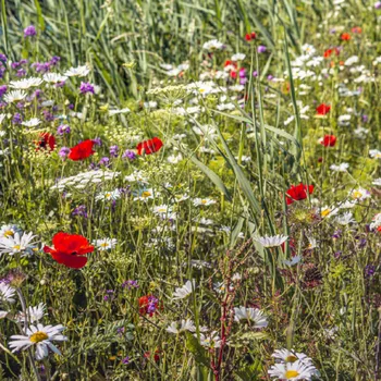 Planta Naturalis Luční květy na…