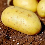 Kiepenkerl BIO sadbové brambory Belana…