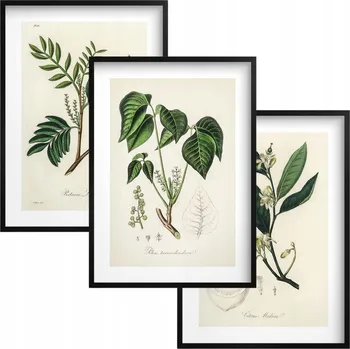 Obraz Plakáty do kuchyně Obrazy v černém rámu Bylinky Dekorace ve vintage stylu