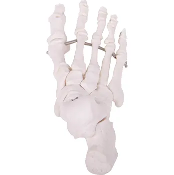 Kosti nohy - anatomický model