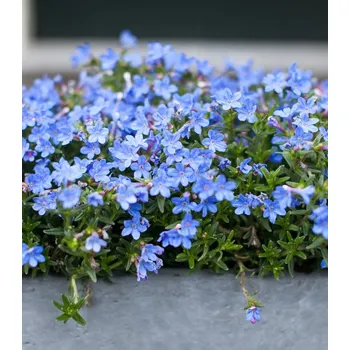 Semeno Lobelka drobná Crystal Palace tmavě modrá 1000 ks