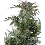 Sensi Seeds | Dosimosa - 3 ks