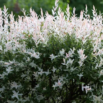 Vrba celolistá Hakuro-Nishiki 2L