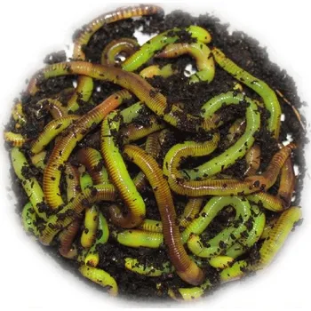 Umělá nástraha ATK Živá nástraha - Kanadská rousnice ZELENÁ Balení: 10 ks Plastová krab.