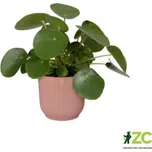 Obal Vibes Fold - delicate pink 16 cm