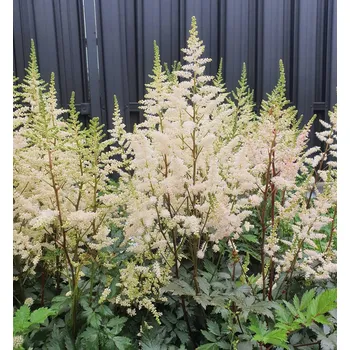 Sazenice Čechrava Arendsova ´BUMALDA´ kont. 1,5 l