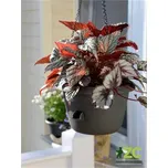 Žardina samozavlažovací Siesta závěs - antracit 35 cm