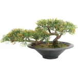EuroPalms Bonsai cedr v květináči 40 cm