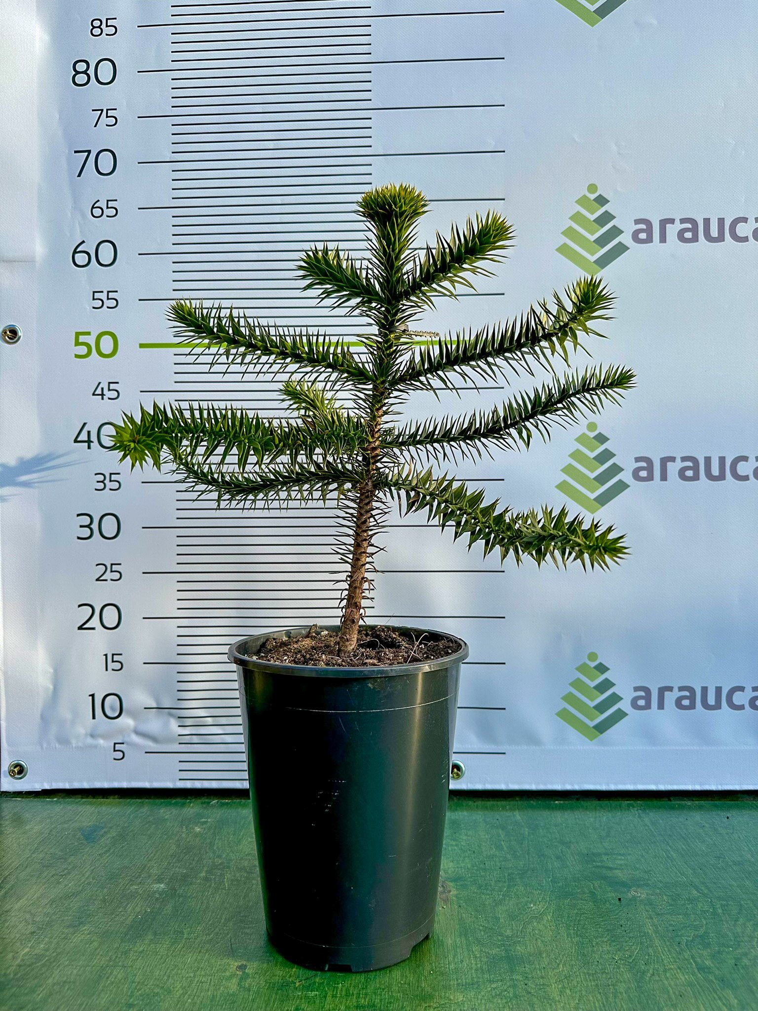 Araucaria araucana - Blahočet čilský 30–40 cm (4 l kontejner), Reg. č.: CZ-2797