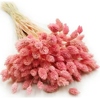 mech-mech.cz Sušený Phalaris - Růžový