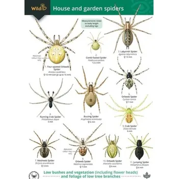 Guide to House and Garden Spiders - Lewington, Richard