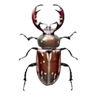 samolepka Samolepky - brouci I (sada 5 ks)