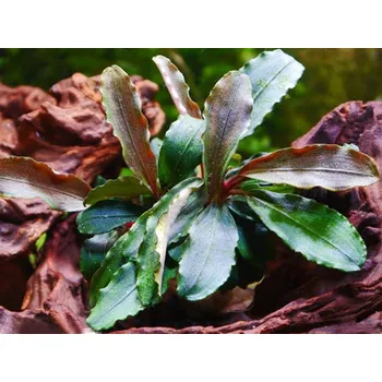 Dekorace do akvária Bucefalandra sp. Theia Red (Košíčková Ø 5,5 cm)