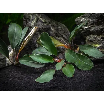 Dekorace do akvária Bucephalandra sp. Theia Green (Košíčková Ø 5,5 cm)
