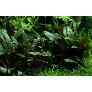 Akvaristika Cryptocoryne Moehlmannii (Košíčková Ø 5,5 cm)