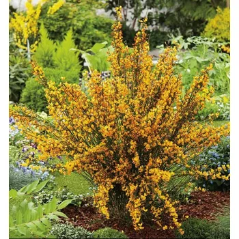 Sazenice Čilimník ´APRICOT GEM´ 100-120 cm, kont. 1,5 l