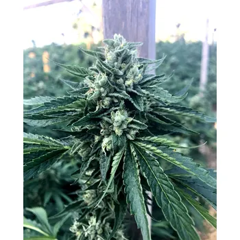 Semeno Humboldt Seeds Cinnamon Buddha OG Balení: 3ks