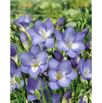 Semeno Frézie 'Single Blue' 10 ks