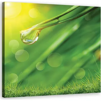 Obraz Obraz na plátně tráva kapka voda AC30x30-1562